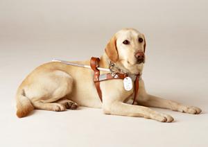 信頼できる大阪の形成外科：自然な仕上がりと安全性を追求した美容医療の選び方